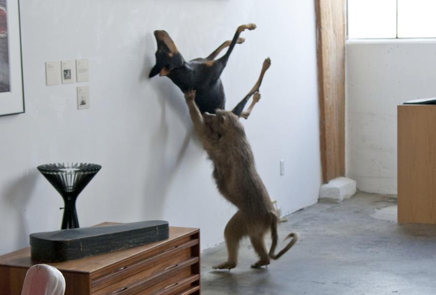 Full mount taxidermy dog and baboon